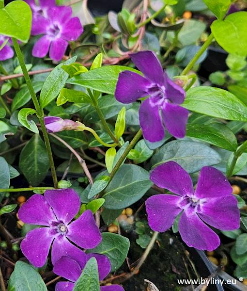 Vinca minor Atropurpurea C1,5