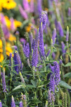 Veronica spicata Royal Candles ® C1,5