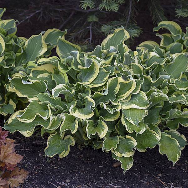 Hosta Shadowland ® Whee! C1,5