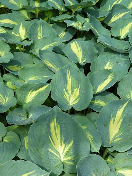 Hosta Dream Queen zielona C1,5