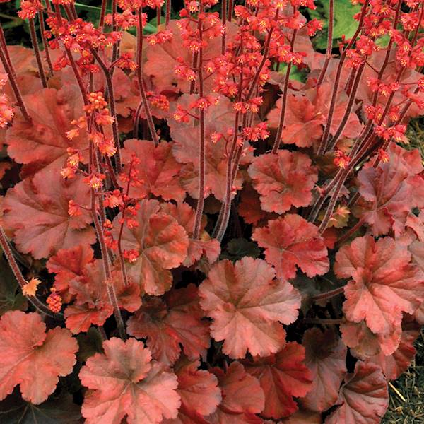 Heuchera Cherry Cola ® C1,5
