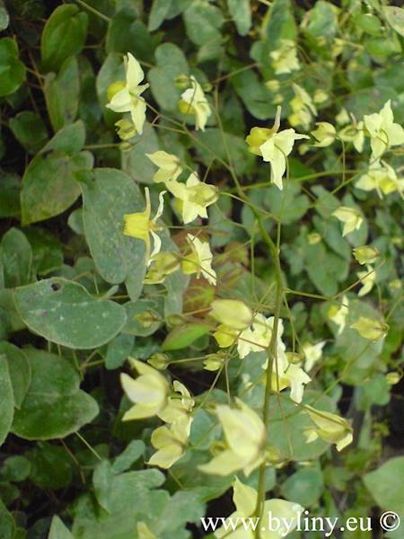 Epimedium versicolor Sulphureum p11