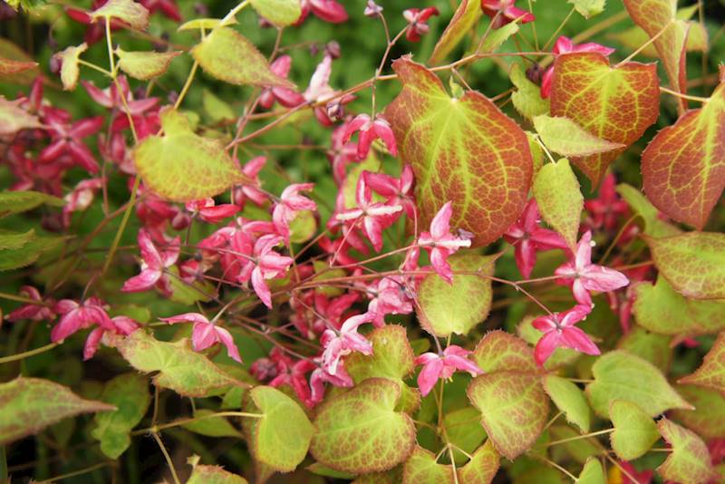 Epimedium cantabrigense p11