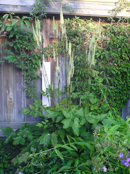 Cimicifuga racemosa Cordifolia C1,5