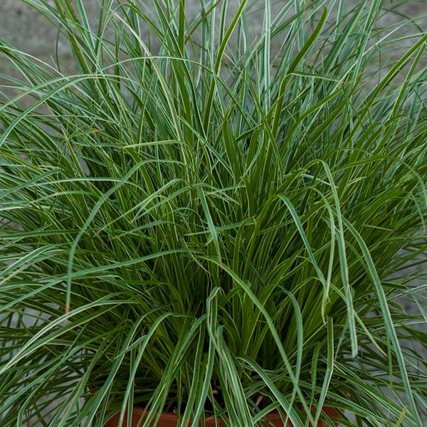 Carex montana Raureif p11