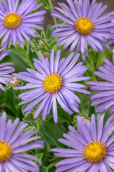 Aster frikartii Mönch C2