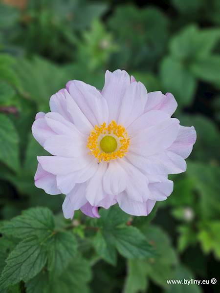 Anemone hybrida Garden Breeze Whirlwind Pink® C1,5