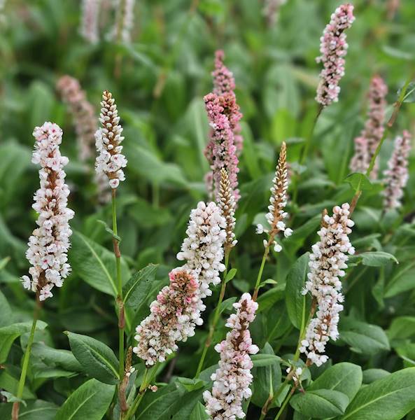 Persicaria affinis Kabouter C1,5