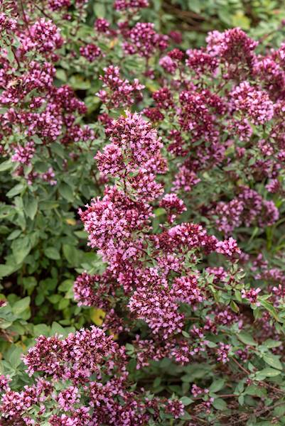 Origanum laevigatum Herrenhausen C1,5