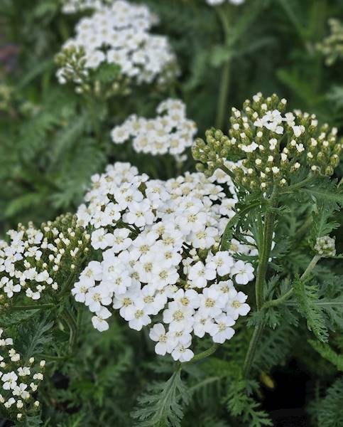 Achillea millefolium Schneetaler C1,5