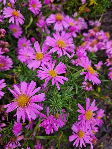 Aster hybrida Wood's Pink C1,5