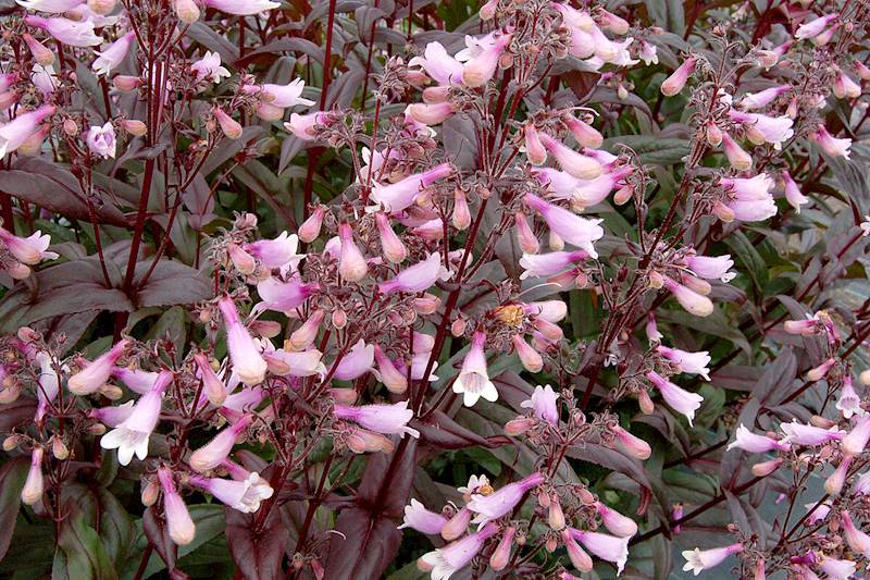 Penstemon digitalis Dark Towers C1,5