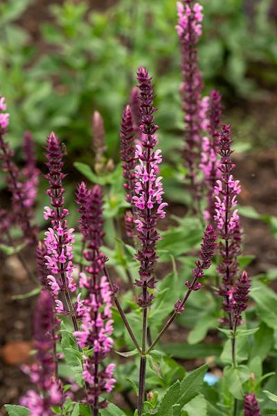 Salvia nemorosa Caradonna Pink ® C1,5
