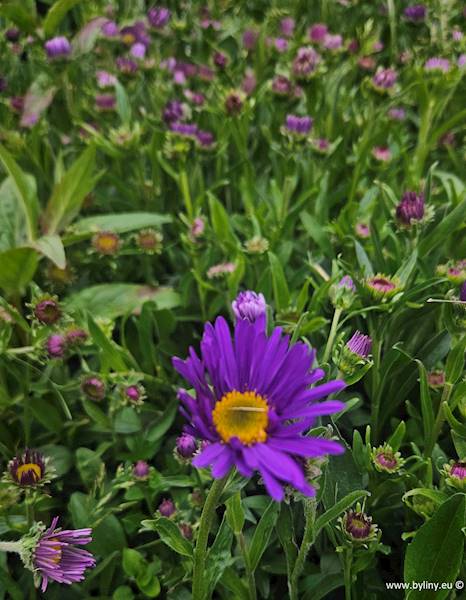Aster alpinus 'Dunkle Schöne' p9