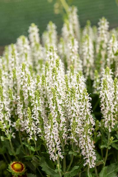 Salvia nemorosa Alba ( Adrian) C1,5