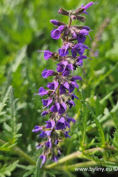 Salvia x hybrida Carina C1,5