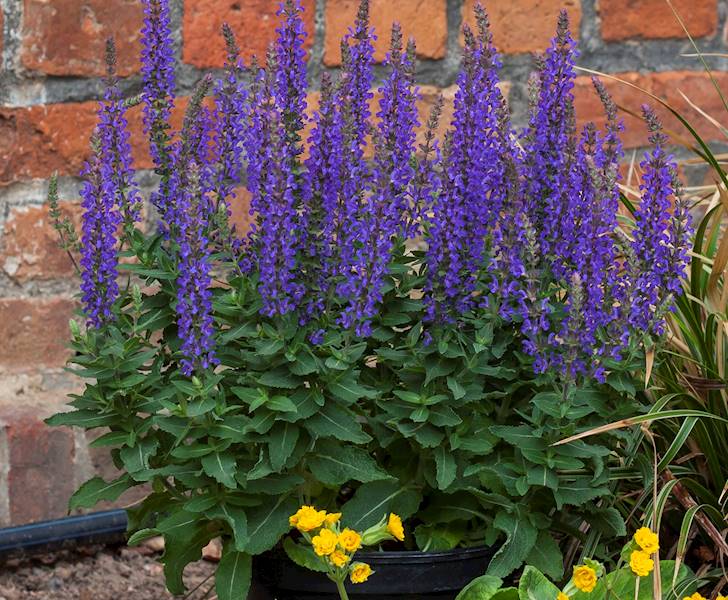 Salvia nemorosa Rianne ® C1,5
