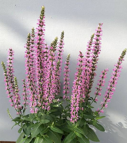 Salvia nemorosa Pink Rianne ® C1,5