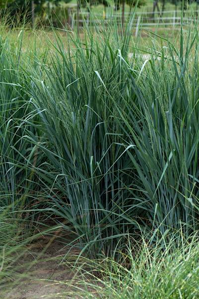 Panicum virgatum Blue Fountain ® C2