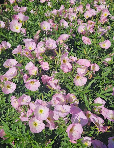 Oenothera speciosa Siskiyou Pink C1,5