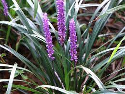 Liriope muscari Big Blue p11