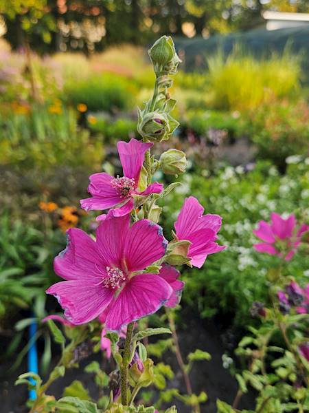 Lavatera Burgundy Wine C1,5