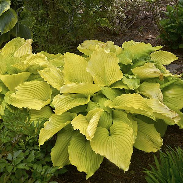 Hosta Shadowland ® Coast to Coast C1,5