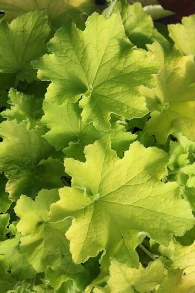 Heuchera Guacamole ® C1,5