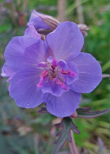 Geranium pratense Storm Cloud ® C1,5