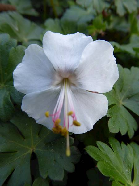 Geranium cantabrigiense St. Ola p11