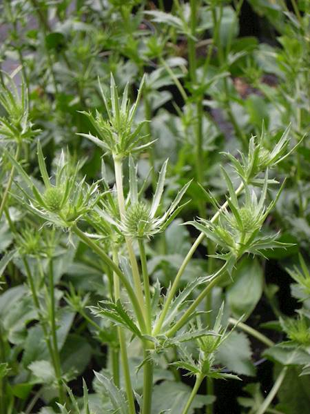 Eryngium planum Blue Cap p11