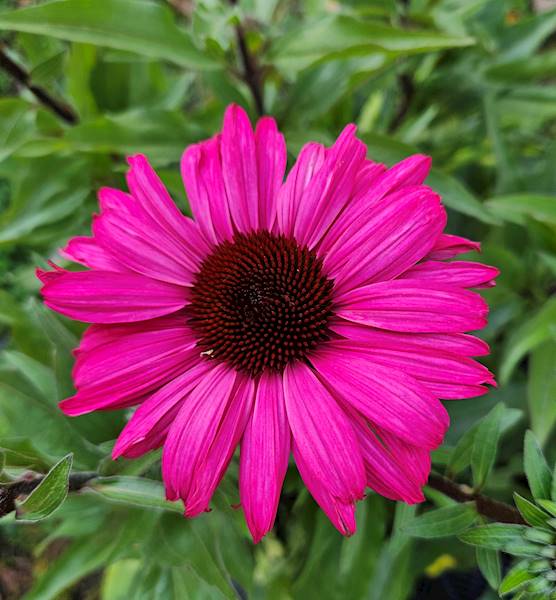Echinacea Sensation Wild Romance ® C1,5