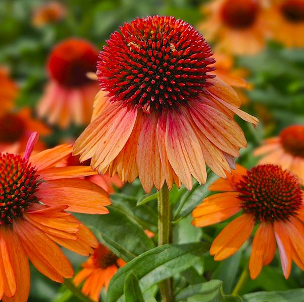 Echinacea Meditation Orange ® C1,5