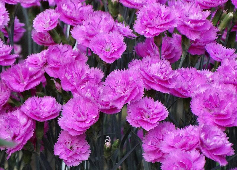 Dianthus Pretty Becky ® p11