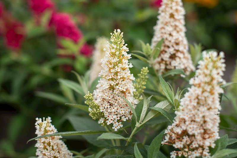 Buddleja d.Butterfly Candy Little White ® C1,5