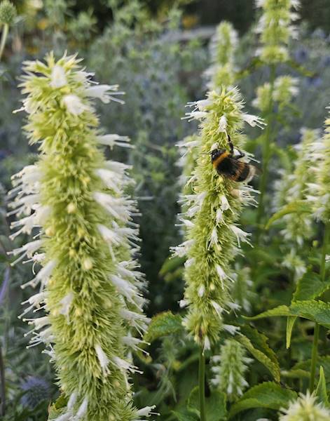 Agastache rugosa Alabaster C1,5