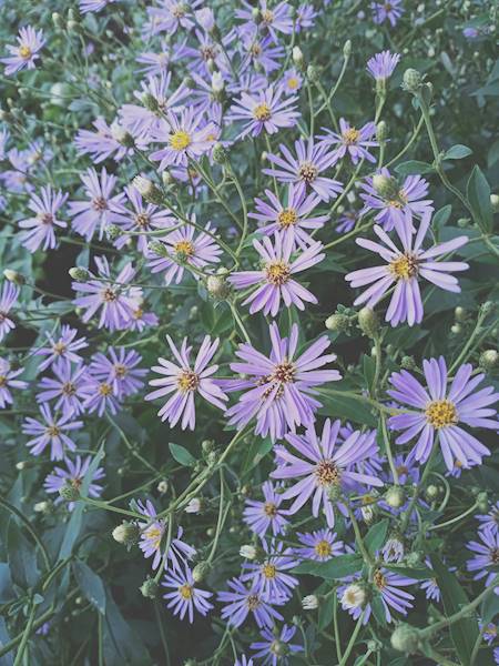 Aster macrophyllus Twilight C2