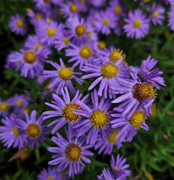 Aster dumosus Prof. Kippenberg C1,5