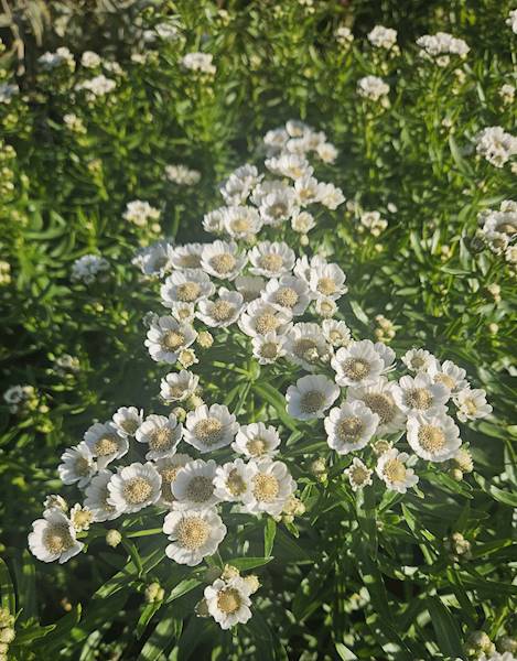 Achillea ptarmica Nana Compacta C1,5