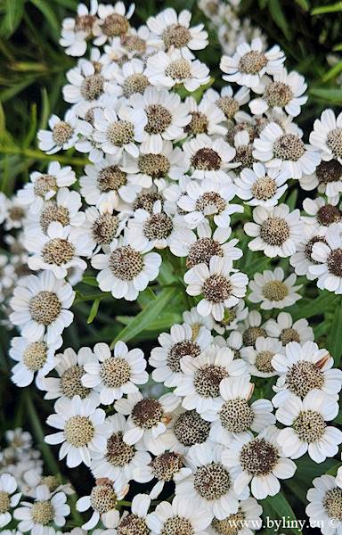 Achillea ptarmica Nana Compacta C1,5