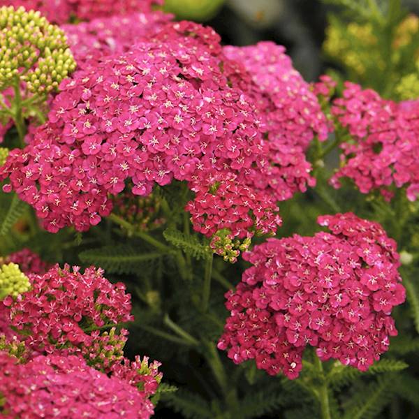 Achillea millefolium Cerise Queen C2