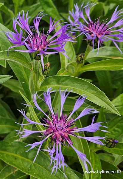 Centaurea montana C2