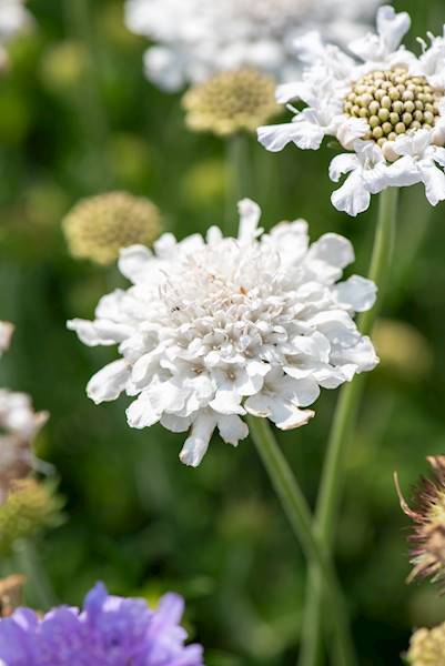 Scabiosa columbaria Flutter™ Pure White p11
