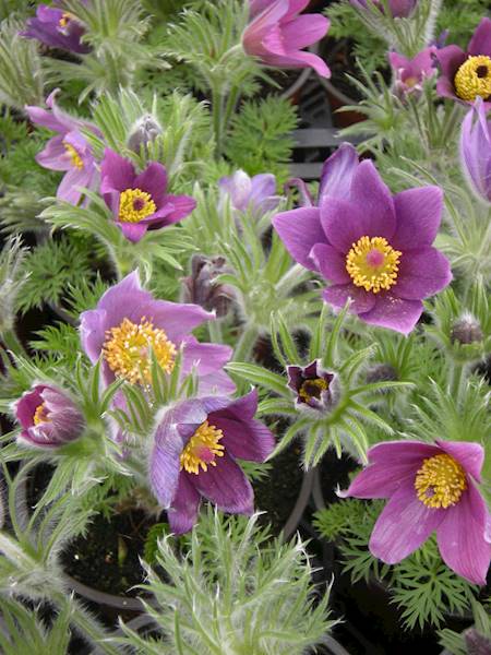 Pulsatilla Pinwheel Blue Violet Shades p9