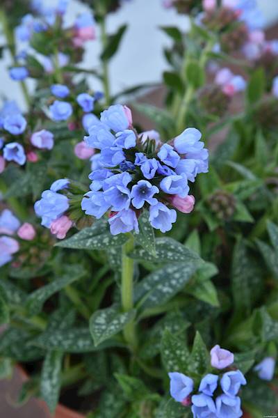Pulmonaria angustifolia Twinkle Toe ® C1,5