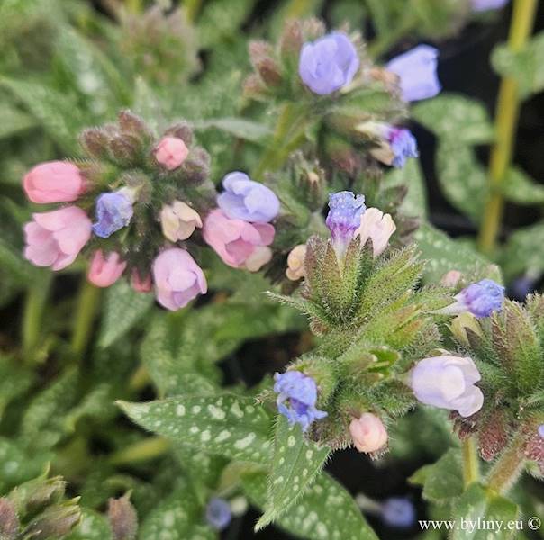 Pulmonaria angustifolia Twinkle Toe ® C1,5