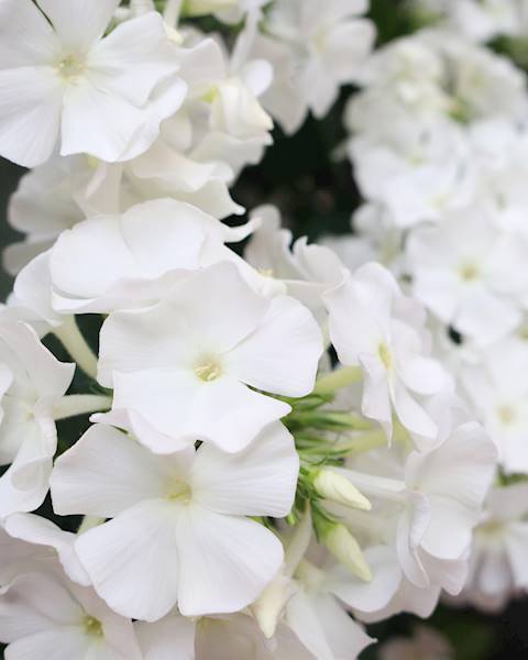 Phlox (P) Flame® Pro White C2