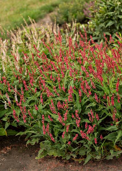 Persicaria amplexicaulis JS® Keep Smiling C3