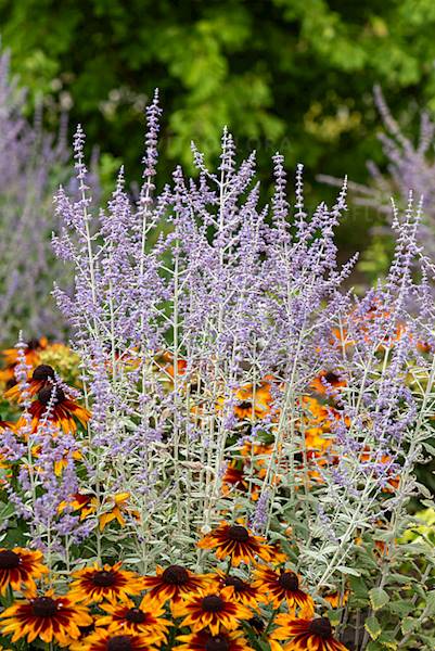 Perovskia atriplicifolia Silvery Blue ® p11