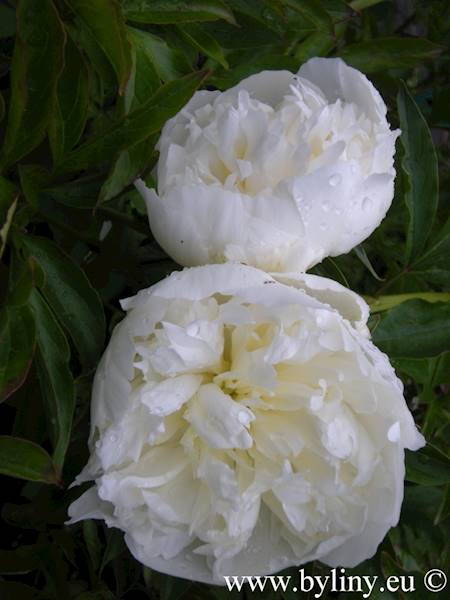 Paeonia Duchesse De Nemours C5,6